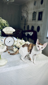 Devon Rex kassipojad otsivad armastavat kodu! (5 foto / 6)