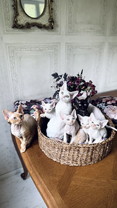 Девон-рекс котенок ищет любящий дом! (5 фото из 5)