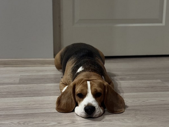 Beagle otsib sõbrannat