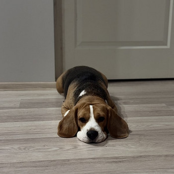 Beagle otsib sõbrannat