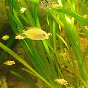 Cichlid
