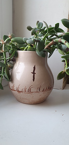 Crassula ovata. Rahapuu. Sukulent. Taim (2 foto / 3)