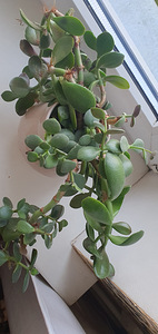 Crassula ovata. Rahapuu. Sukulent. Taim (3 foto / 3)