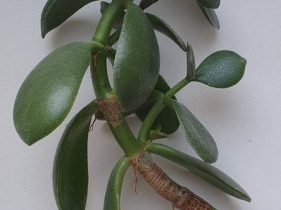 Crassula ovata. Rahapuu. Sukulent. Taim