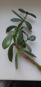 Crassula ovata. Rahapuu. Sukulent. Taim (1 foto / 3)