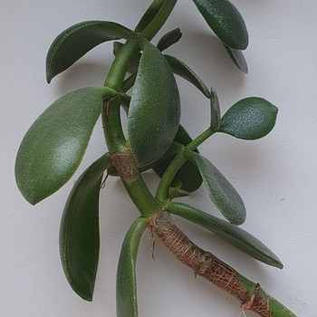 Crassula ovata. Rahapuu. Sukulent. Taim