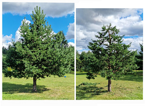 Aednik dekoratiivne. Puude võrakujundus niwaki bonsai (2 foto / 10)