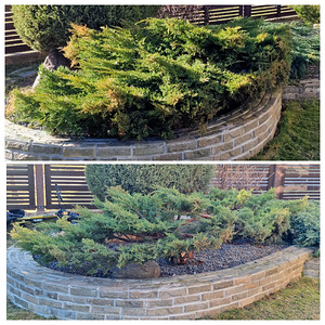 Aednik dekoratiivne. Puude võrakujundus niwaki bonsai (4 foto / 10)