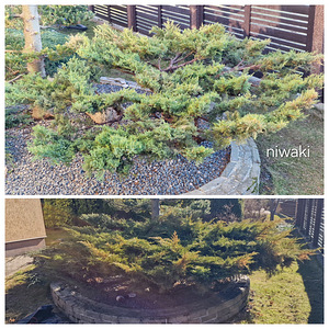 Aednik dekoratiivne. Puude võrakujundus niwaki bonsai (1 foto / 10)