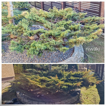 Aednik dekoratiivne. Puude võrakujundus niwaki bonsai