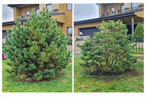 Aednik dekoratiivne. Puude võrakujundus niwaki bonsai (8 foto / 10)