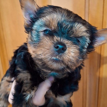 Miniatūrie Jorki