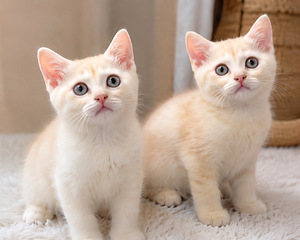 Шотландские котята (1 фото из 6)