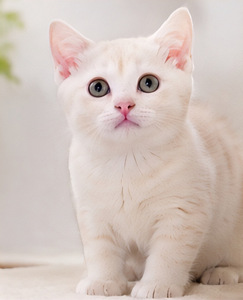 Шотландские котята (6 фото из 6)
