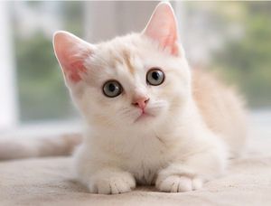 Шотландские котята (2 фото из 6)