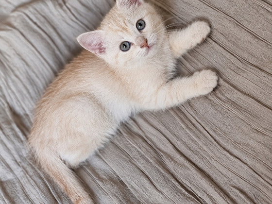 Scottish kittens