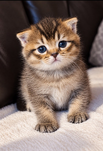 Scottish kittens (1 foto / 6)