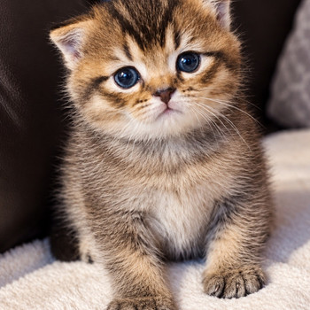 Шотландские котята