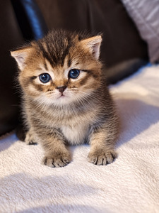 Scottish kittens (3 foto / 6)
