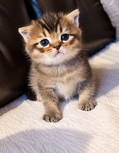 Scottish kittens (4 foto / 6)