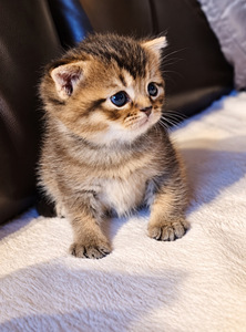 Scottish kittens (2 foto / 6)