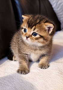 Scottish kittens (5 foto / 6)