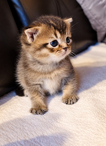 Scottish kittens (6 foto / 6)