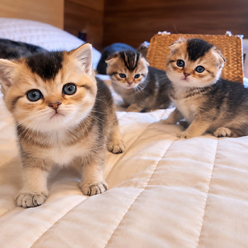 Scottish kittens