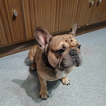 Isane prantsuse buldog otsib pruuti.