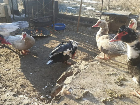 Հնդուբադ մուսկուս անձայն բաղեր