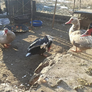 Հնդուբադ մուսկուս անձայն բաղեր