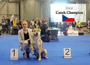 Čekoslovakijos vilkšunis (2 nuotrauka iš 2)