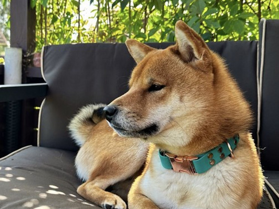 Tõukoer shiba inu ootab pruuti