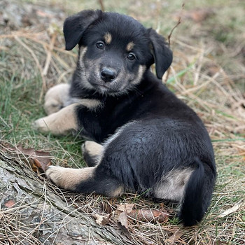 7 mīļi un apburoši kucēni