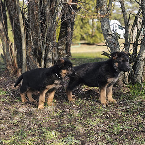 Pārdodu vācu aitu šķirnes kucēnus (1 foto no 9)