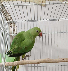 Tutak kramera (1 լուսանկար / 2)