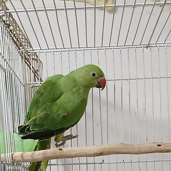 Tutak kramera