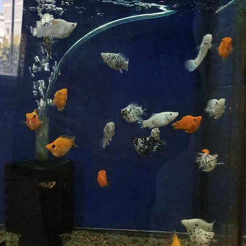 Ձկներ տարբեր տեսակի