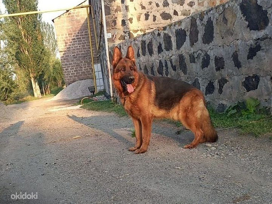 Немецкая овчарка