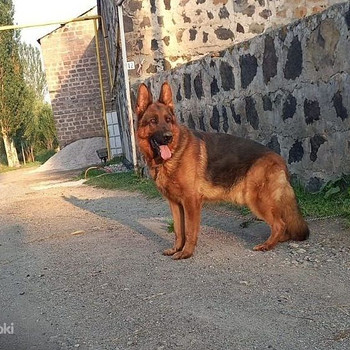 Немецкая овчарка