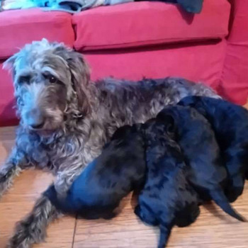 Labradoodlenpennut