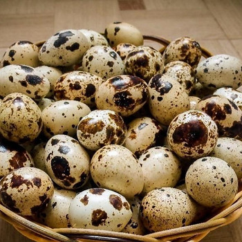 Լոր ինկուբացիոն ձու