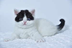 British kittens (2 valokuva sivusta 7)