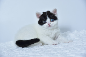 British kittens (3 valokuva sivusta 7)