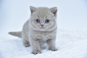 British kittens (4 valokuva sivusta 7)