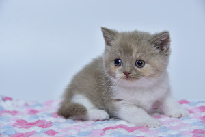 British kittens (6 valokuva sivusta 7)