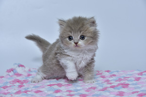 British kittens (7 valokuva sivusta 7)