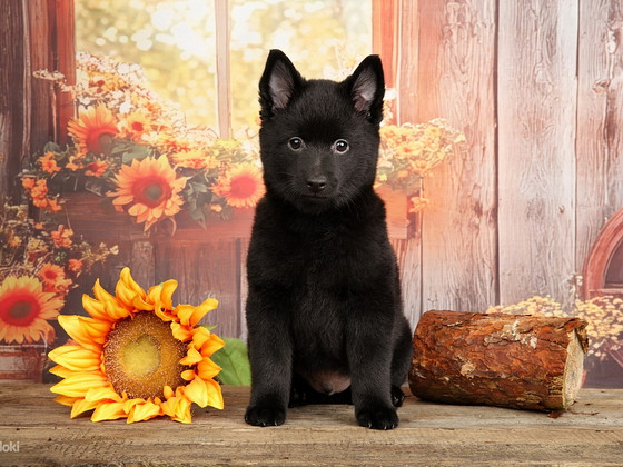 Schipperke