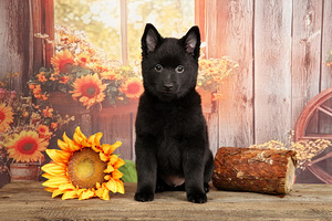 Schipperke (1 foto no 4)