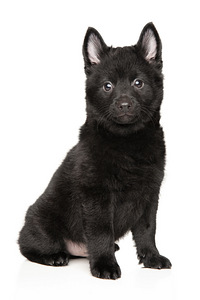 Schipperke (2 foto no 4)